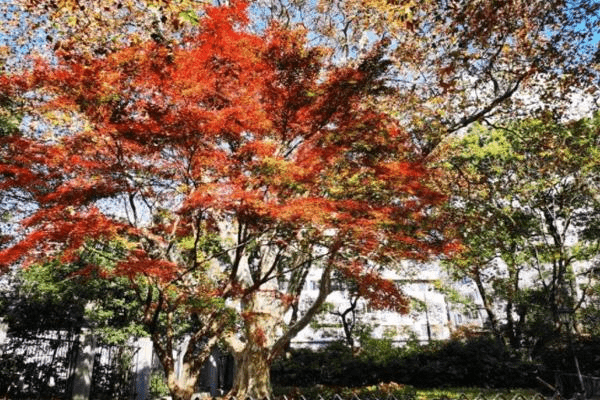 2021年青岛中山公园的枫叶红了吗？青岛中山公园秋天有什么花？ 